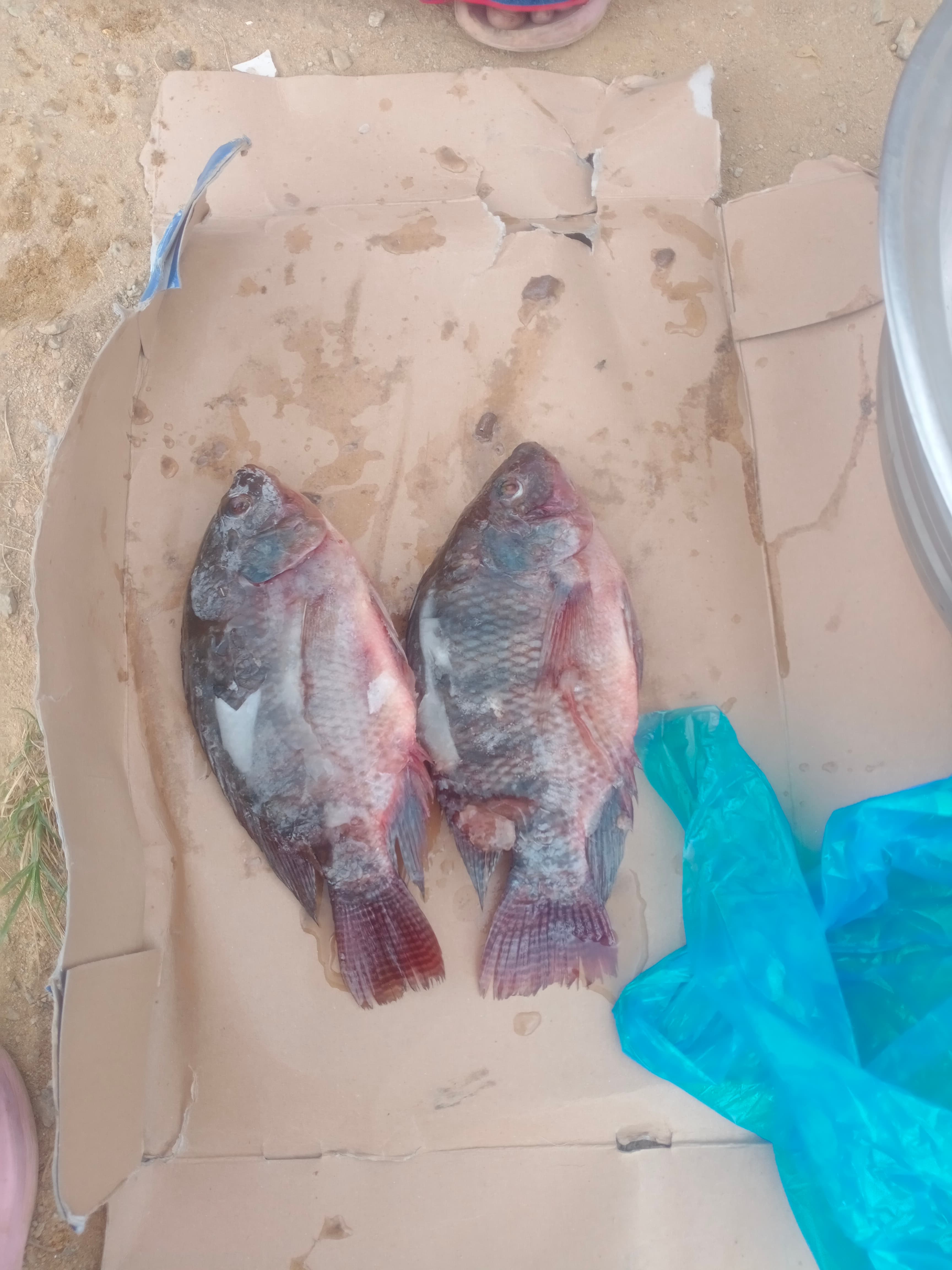 Carpe poisson -Carton de 10kg